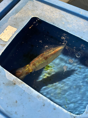 マルイカの釣果