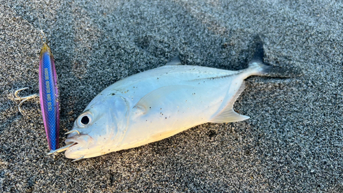 メッキの釣果