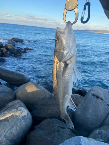 フッコ（マルスズキ）の釣果