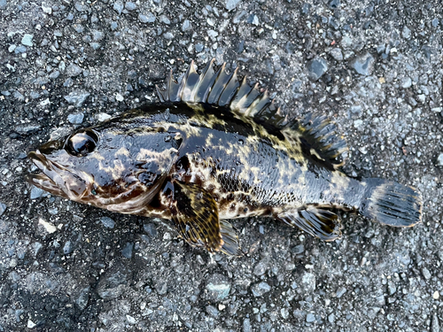 ベッコウゾイの釣果