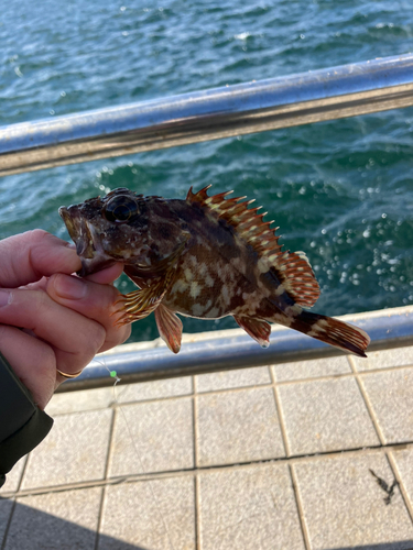 カサゴの釣果