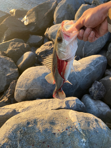 フッコ（マルスズキ）の釣果