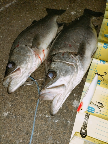 ヒラスズキの釣果