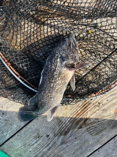 クロソイの釣果