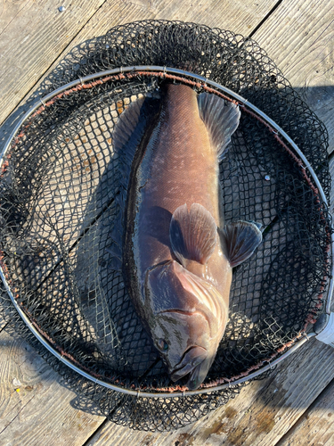 マハタの釣果