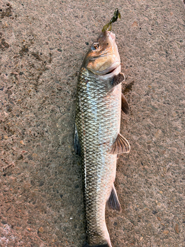 ニゴイの釣果