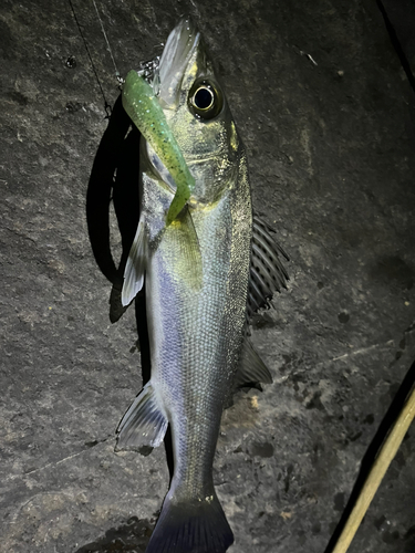 セイゴ（マルスズキ）の釣果