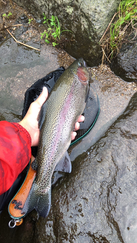 ニジマスの釣果