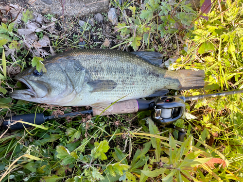 ブラックバスの釣果