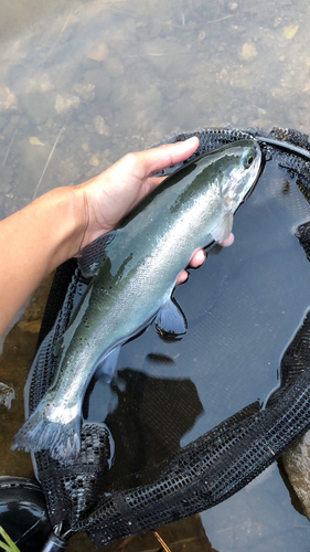 ニジマスの釣果