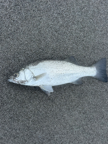 セイゴ（ヒラスズキ）の釣果