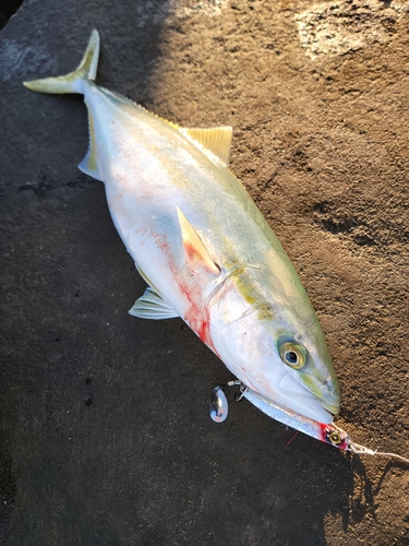 イナダの釣果