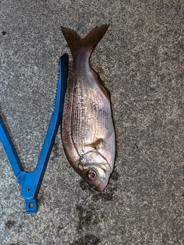 ウミタナゴの釣果