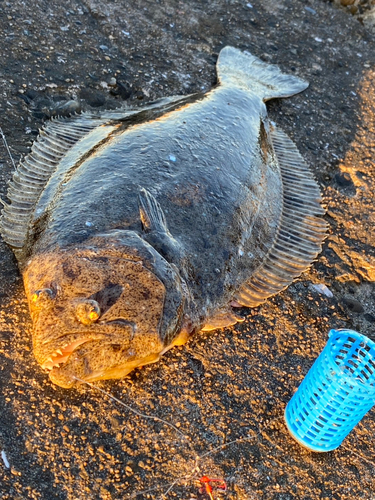 ヒラメの釣果