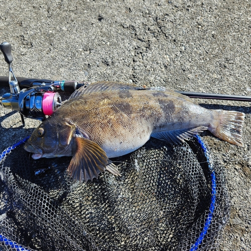 アイナメの釣果