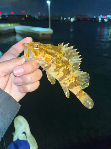 タケノコメバルの釣果