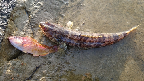 エソの釣果