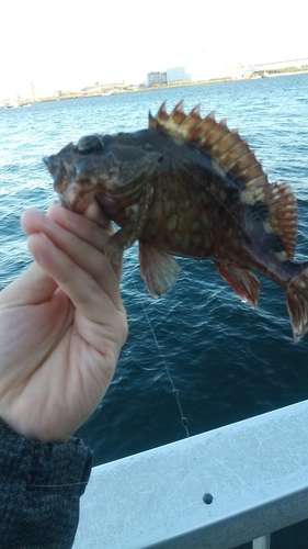 カサゴの釣果