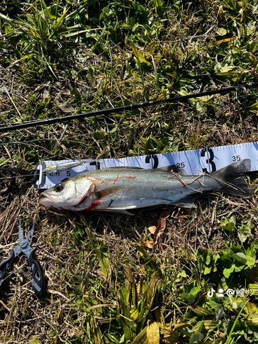 釣果