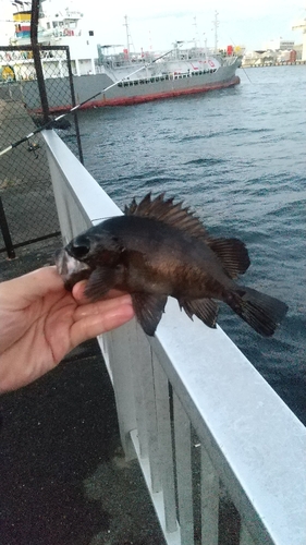 クロメバルの釣果