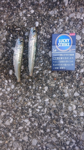 イワシの釣果