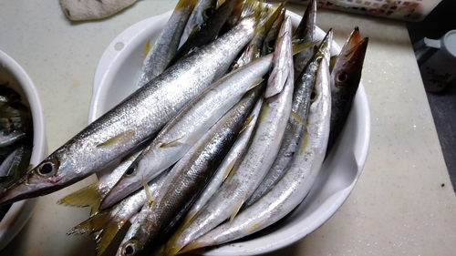 アカカマスの釣果