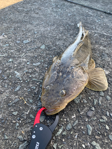 マゴチの釣果