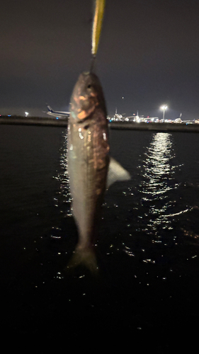 コノシロの釣果