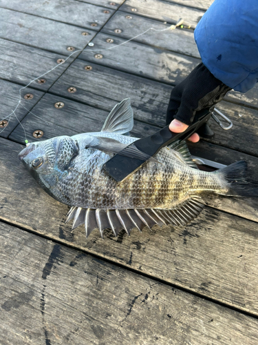 クロダイの釣果