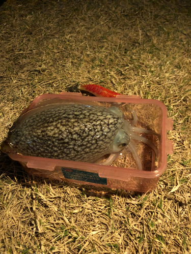 シリヤケイカの釣果