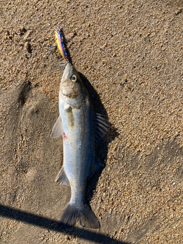 スズキの釣果