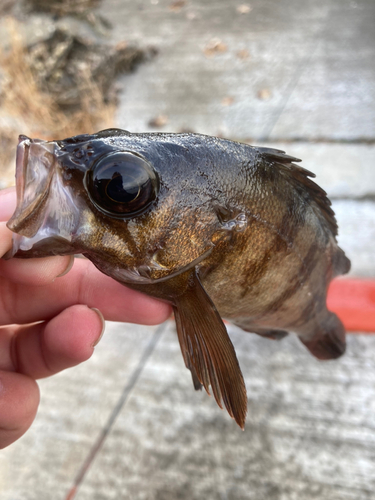 メバルの釣果