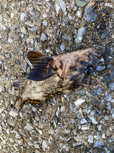 オウゴンムラソイの釣果