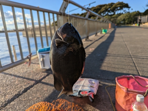 メジナの釣果