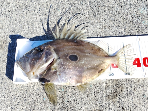 マトウダイの釣果