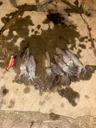 ヒイカの釣果