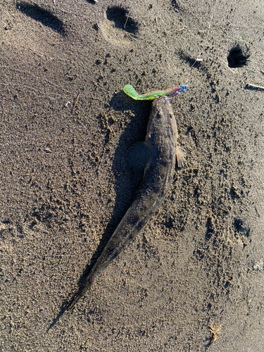 マゴチの釣果