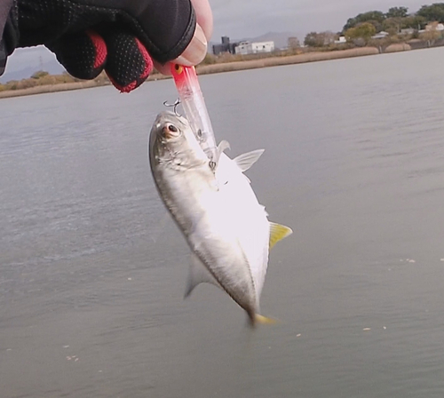 メッキの釣果