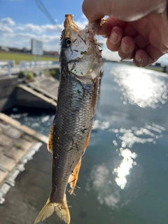 ハスの釣果