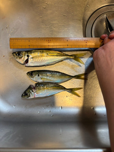 アジの釣果