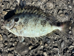 アイゴの釣果