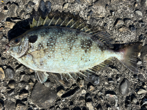 グレの釣果