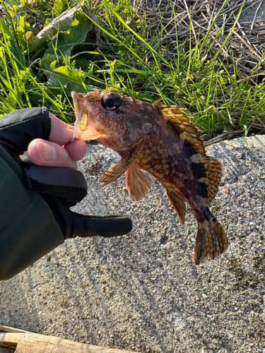 カサゴの釣果