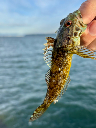 アナハゼの釣果