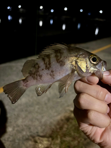 メバルの釣果