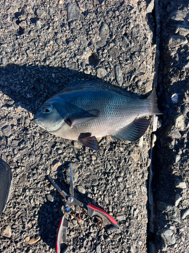 メジナの釣果