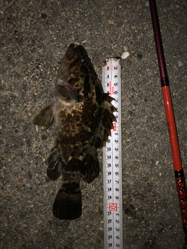 タケノコメバルの釣果