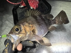 シロメバルの釣果