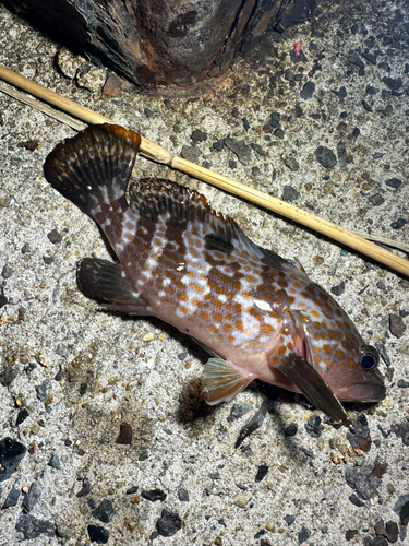 アコウの釣果