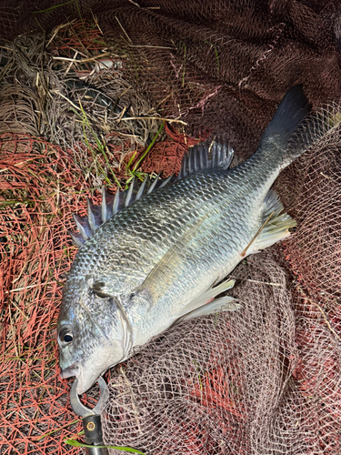 キビレの釣果